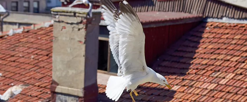 Residential Chimney Animal Removal Solution in Roswell, NM
