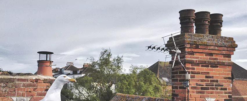 Chimney Cleaning And Restoration in Roswell, New Mexico